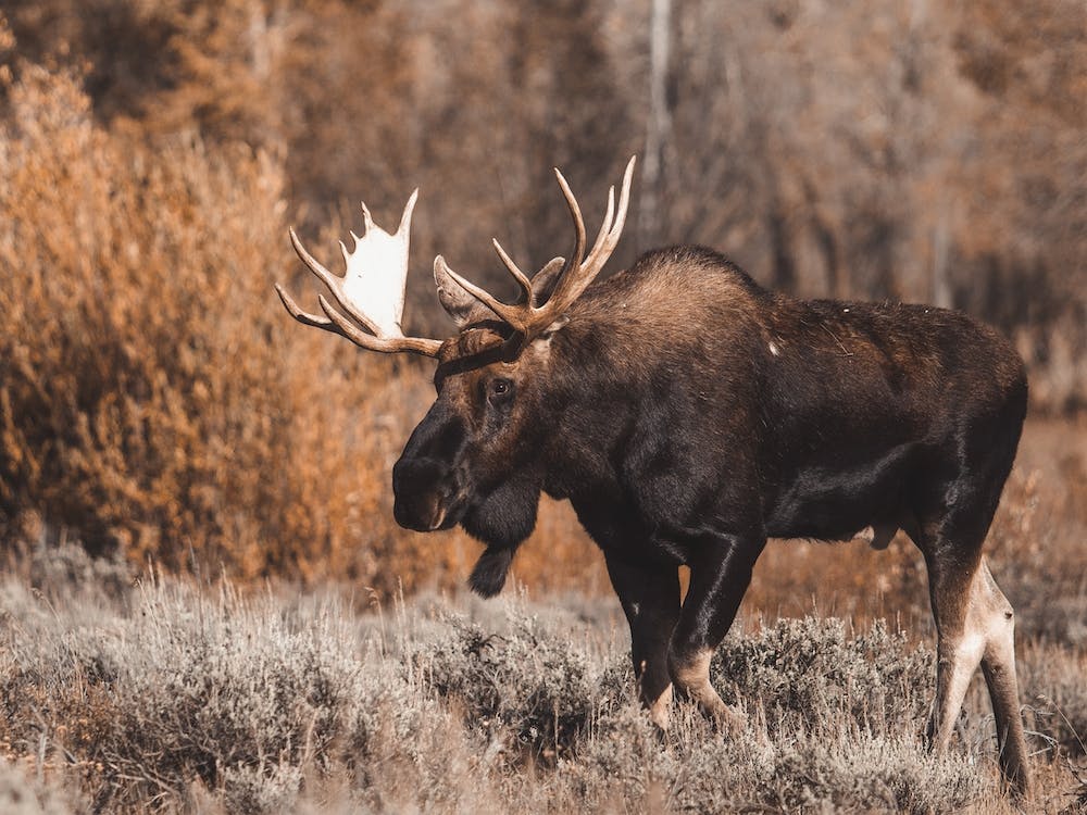 Moose In The Fall