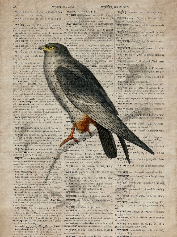 Falcon Dictionnaire Universel Dhistoire Naturelle