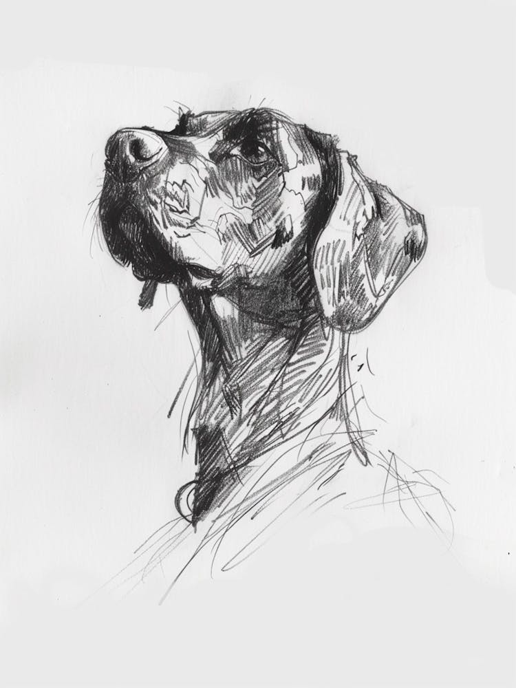 Jagdhund Kohlezeichnung 2