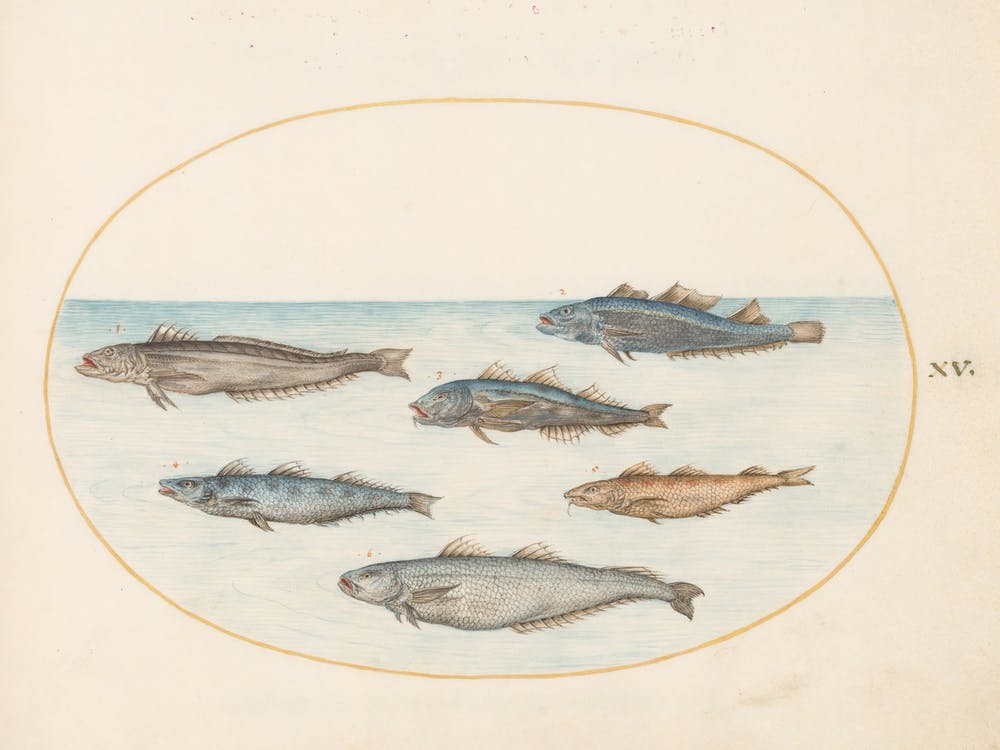 Animalia Aqvatilia Et Cochiliata, Joris Hoefnagel (7)