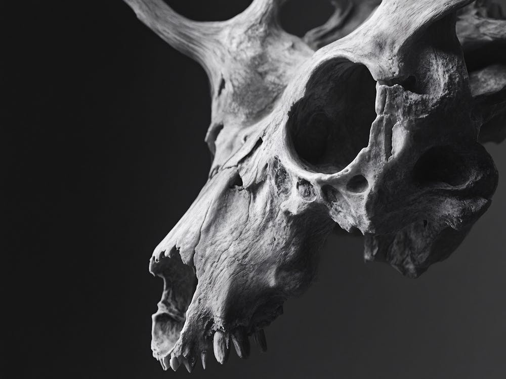 Skull Of A Deer