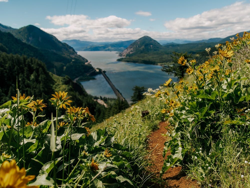 Wildblumen Columbia River Gorge