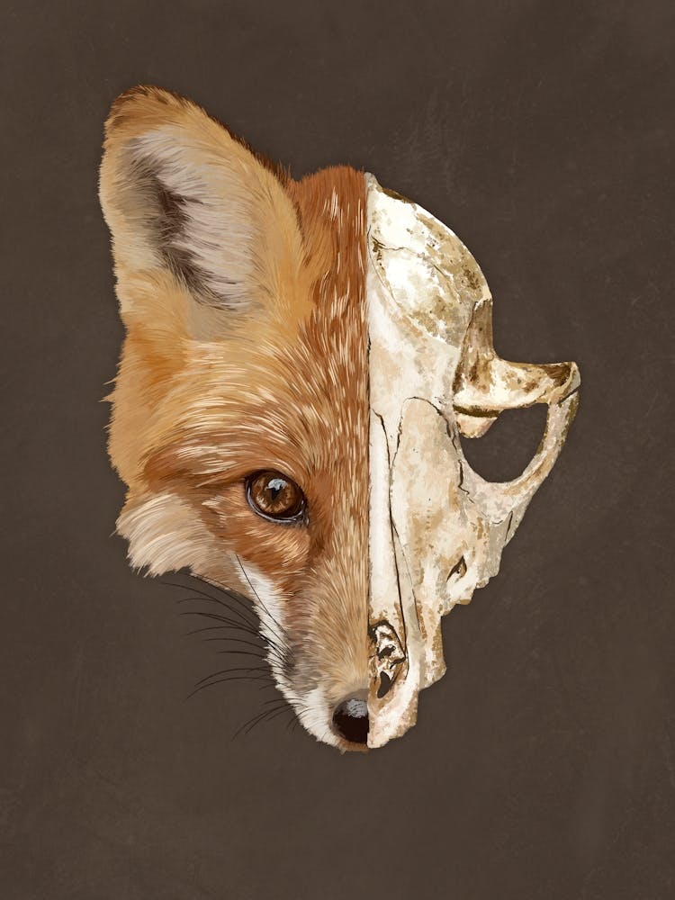 Fox Skull