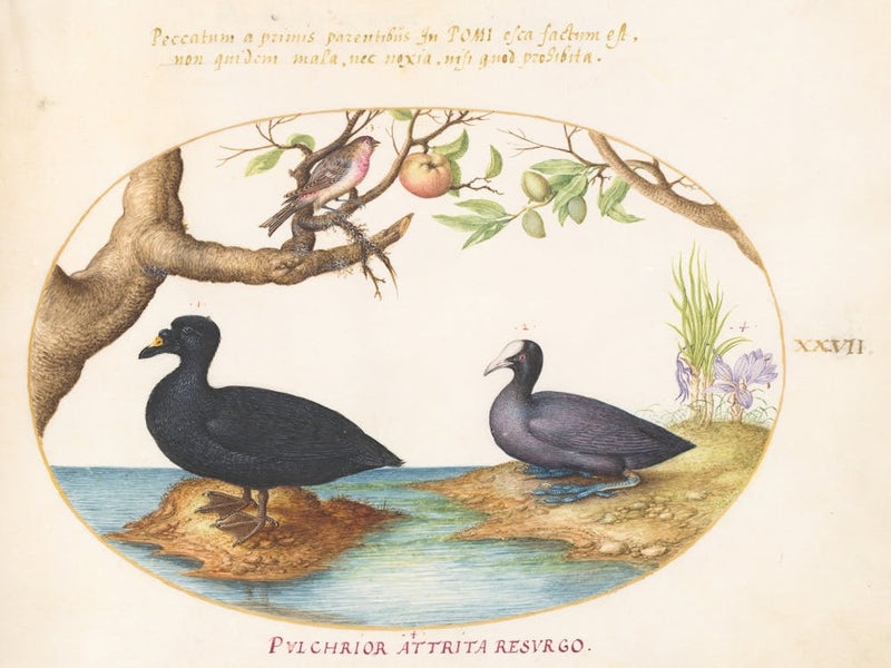 Flying And Amphibious Animals, Joris Hoefnagel (18)