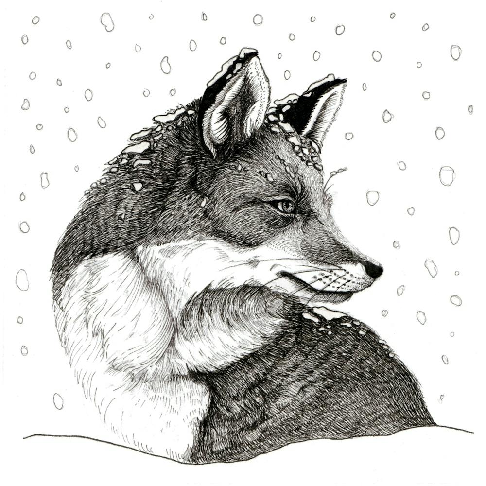 Fox In The Snow