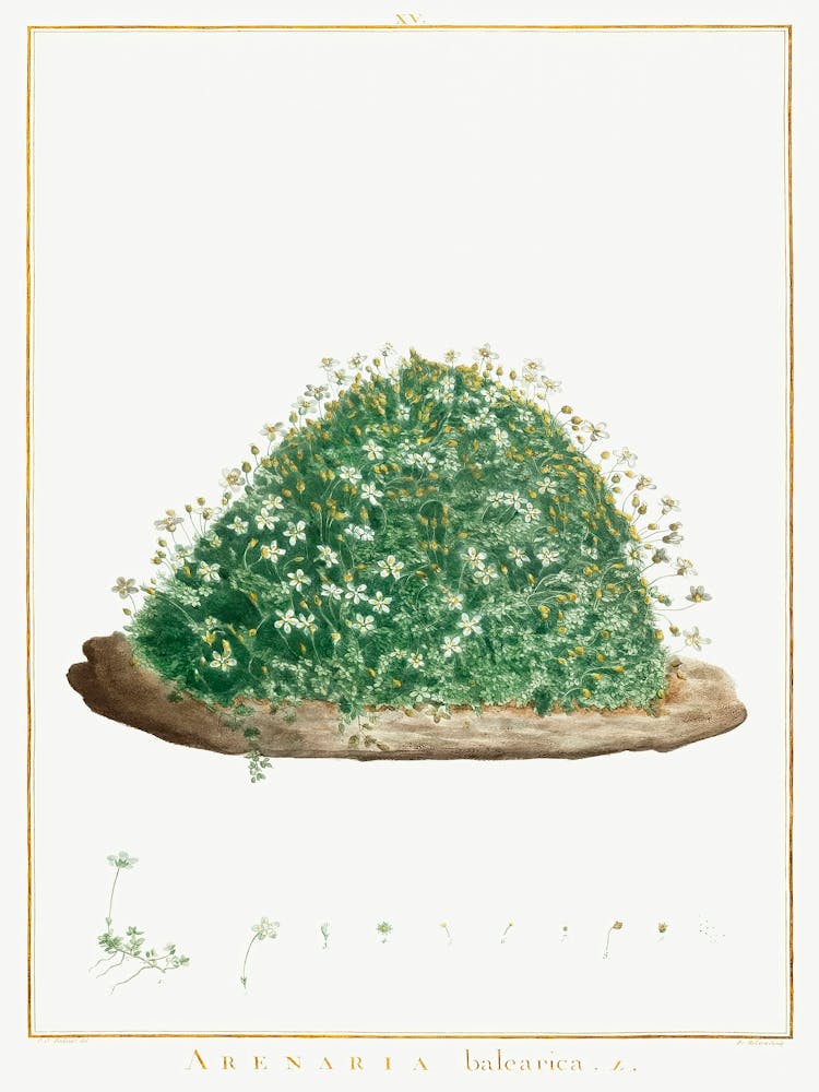 Arenaria Balearica, Pierre Joseph Redoute