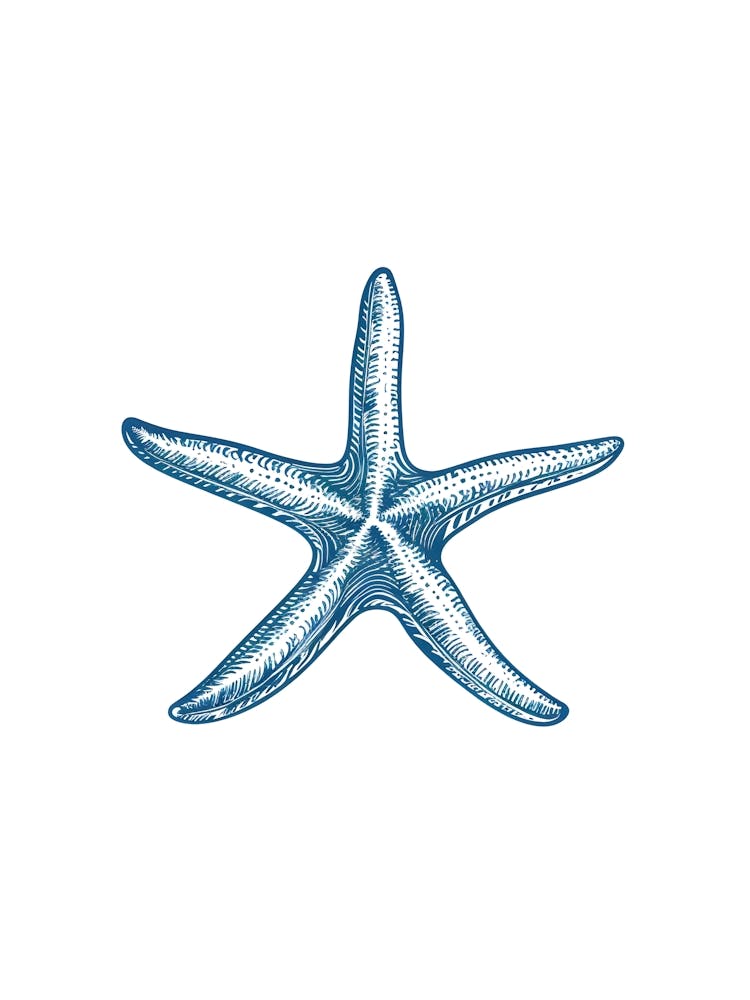 Starfish 27