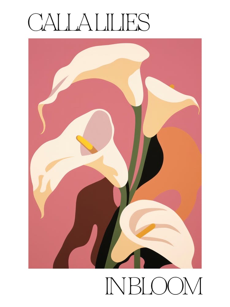 Calla Lilies In Bloom Flowers Bold Illustration 3