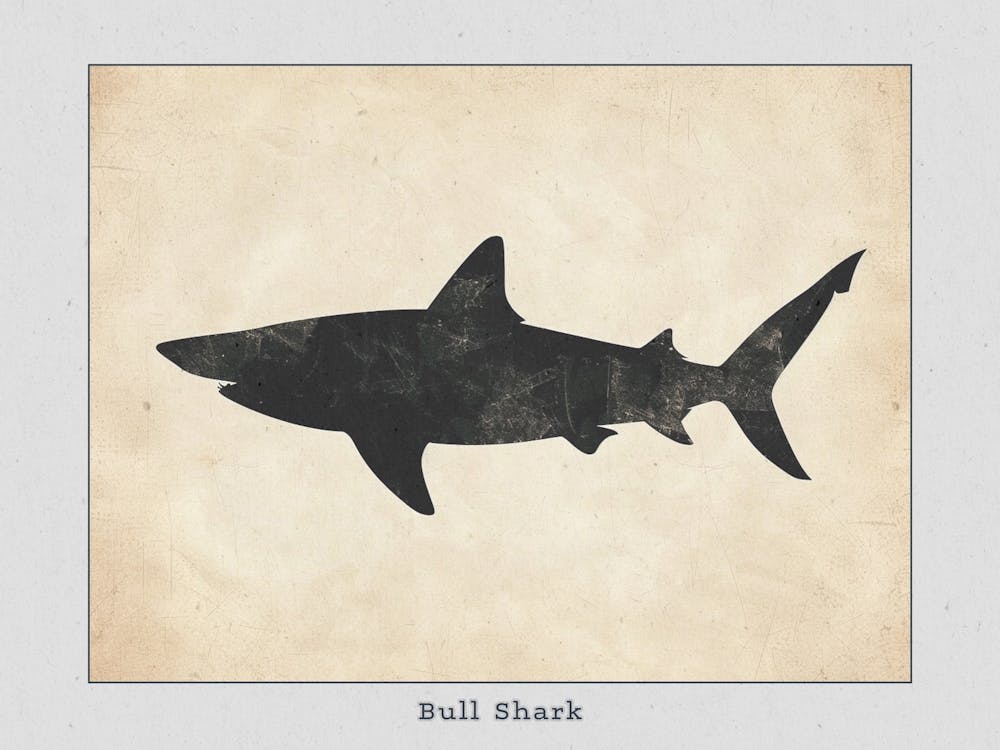 Bull Shark Grey Silhouette 5 Poster
