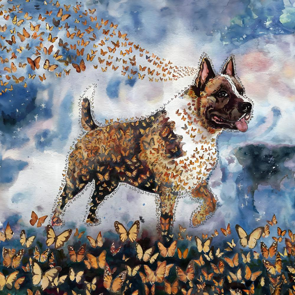 Butterfly Dog 3