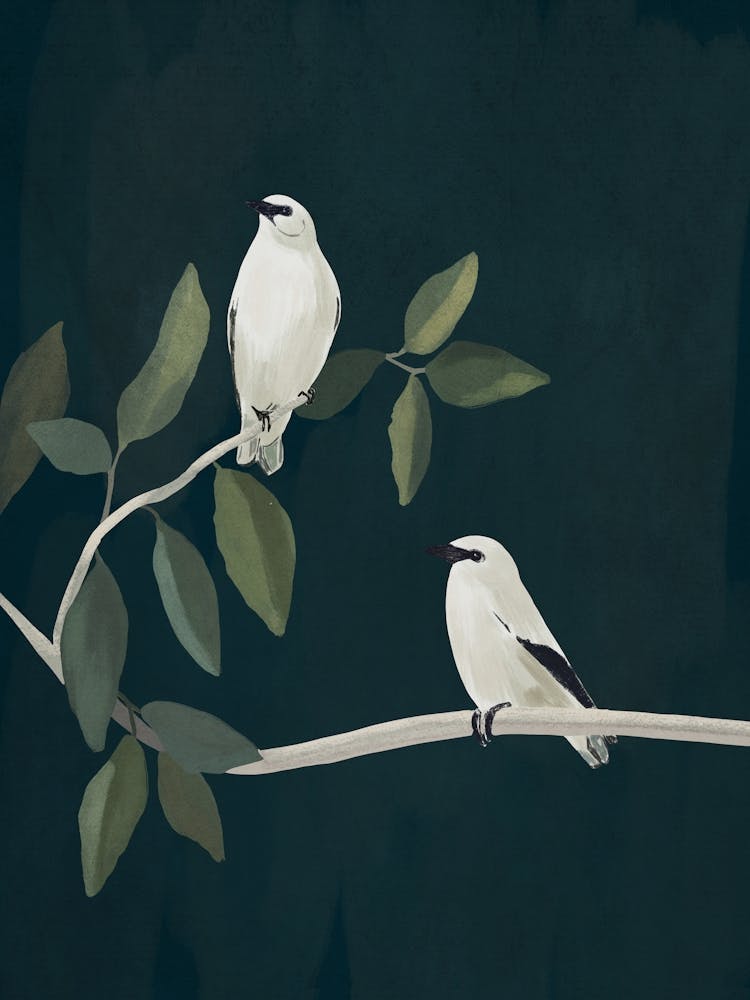 Oiseaux Minimalistes Sur Branche 2