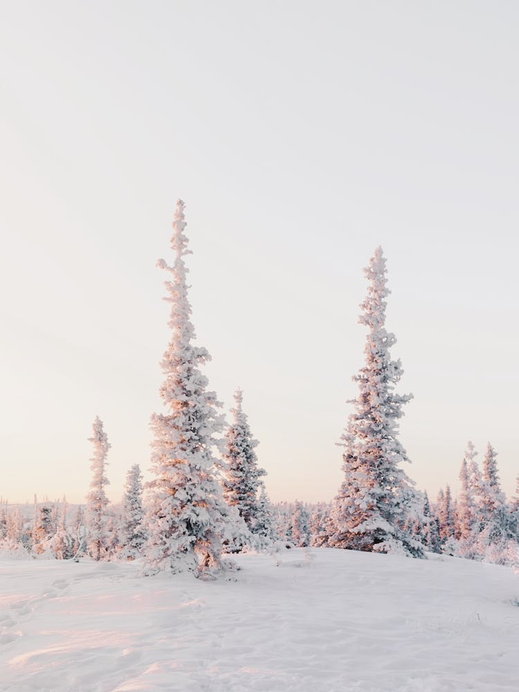 Arctic Snowy Sunrise