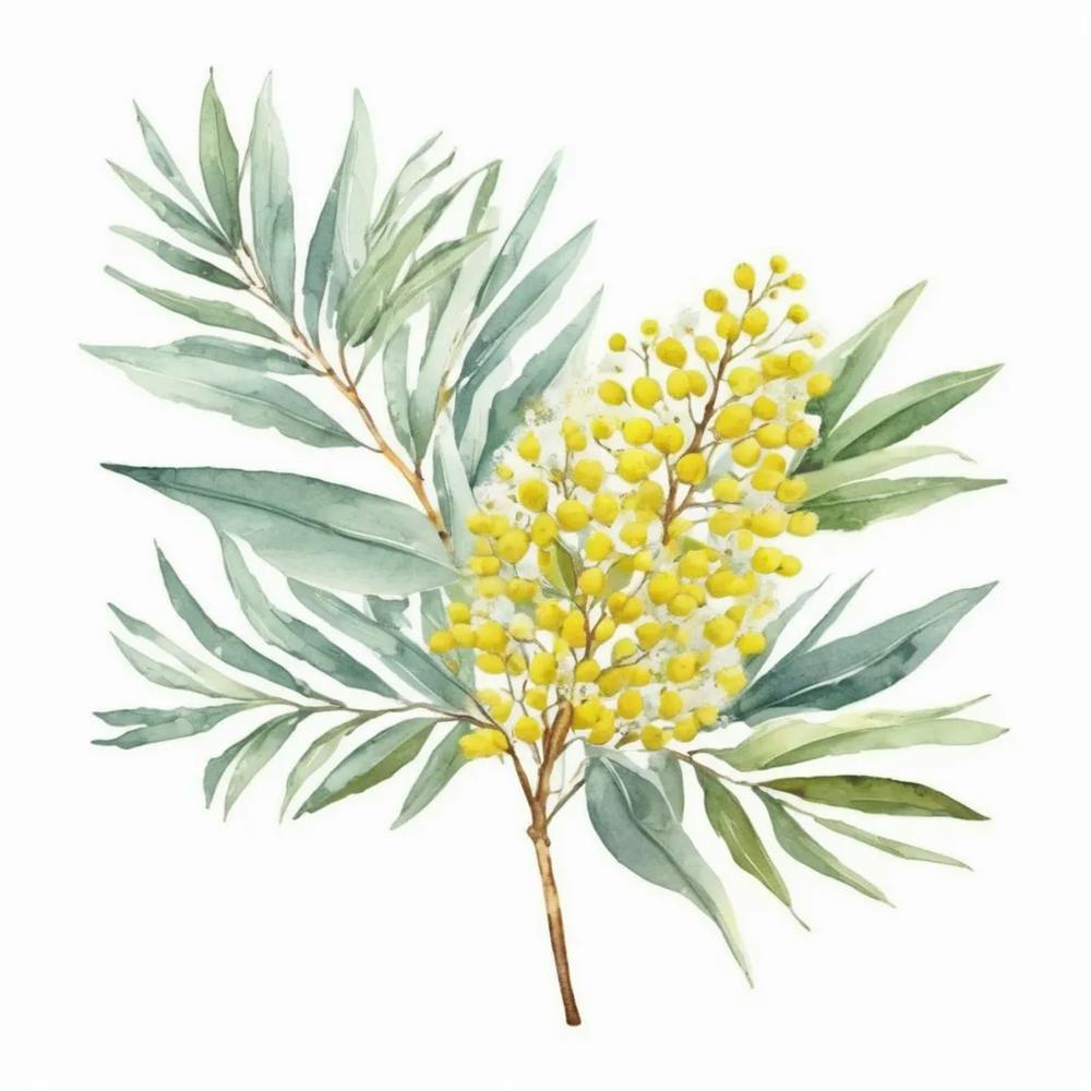 Silver Wattle Bloom
