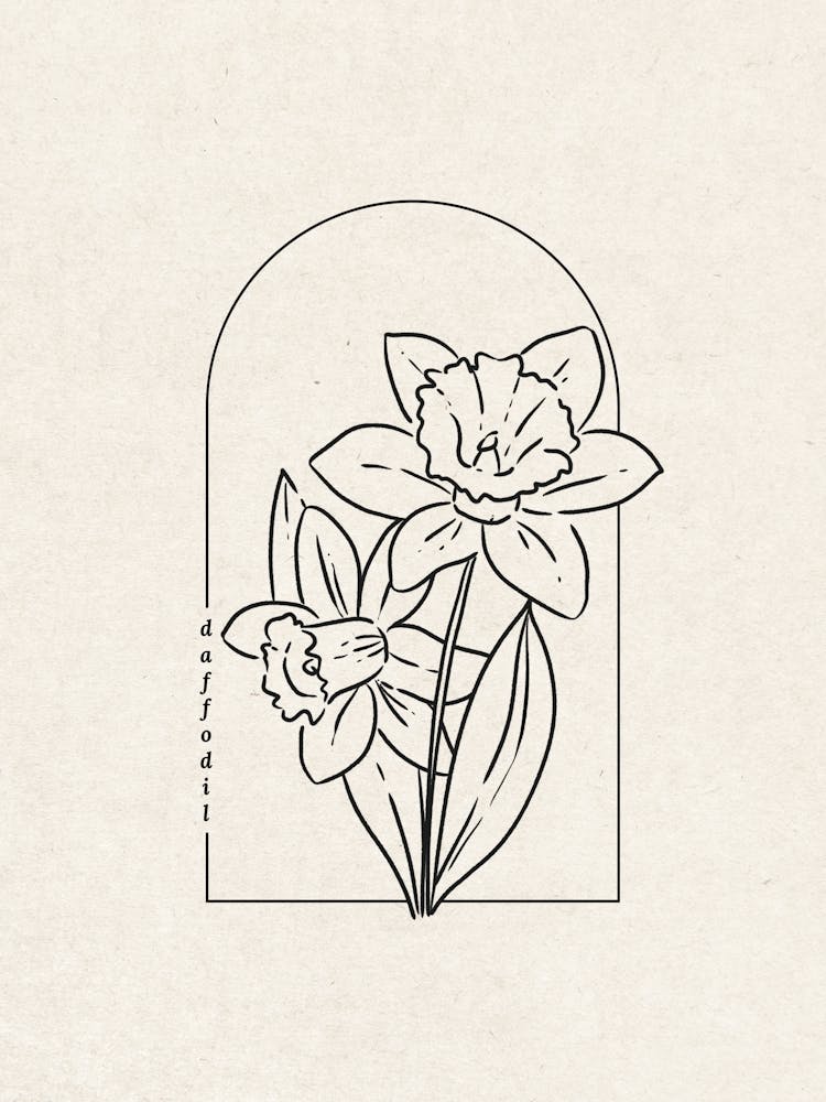 Daffodil Flower