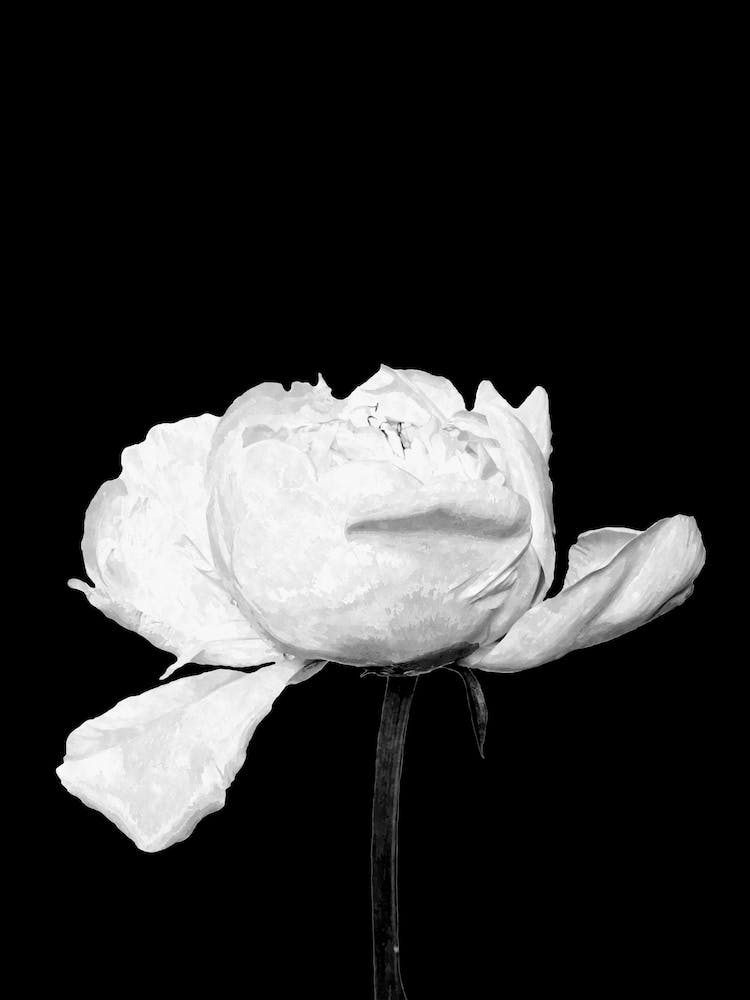 Black and White Peony Flower