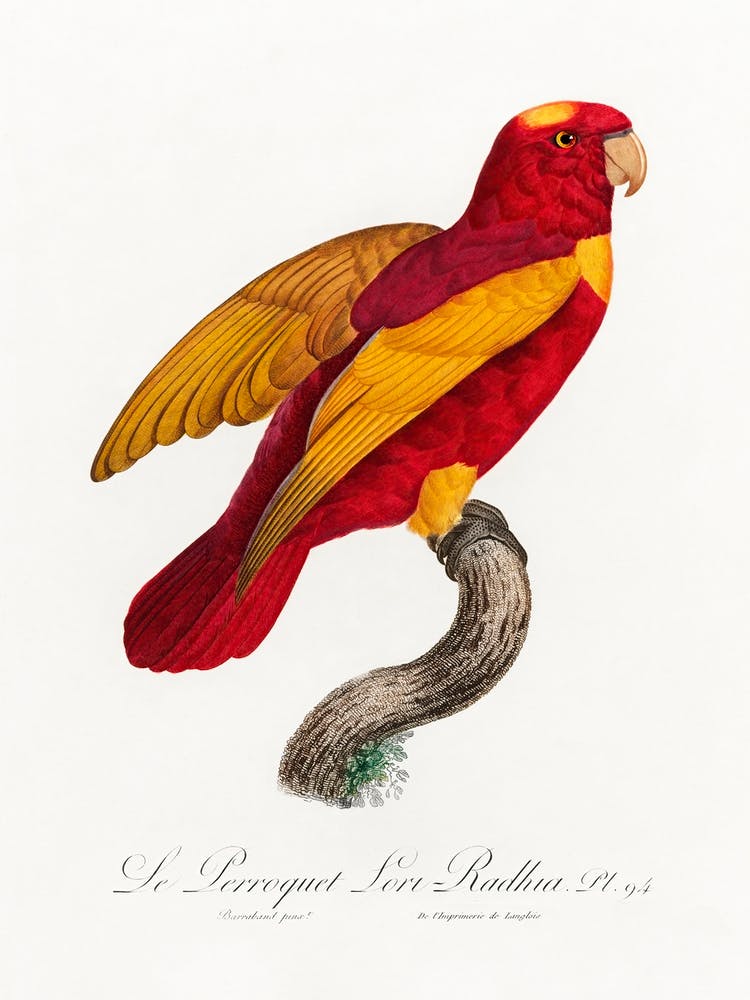 Red & Gold Loryfrom Natural History Of Parrots, Francois Levaillant