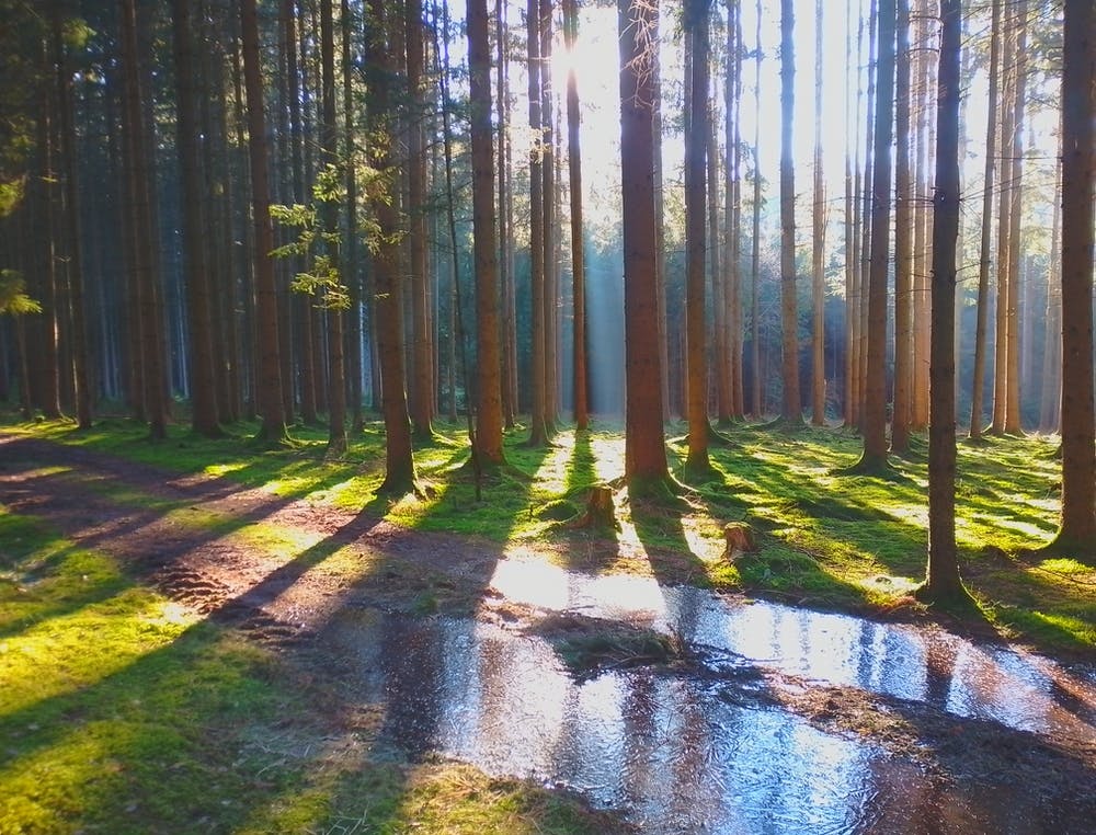 Sunrise In The Forest 2