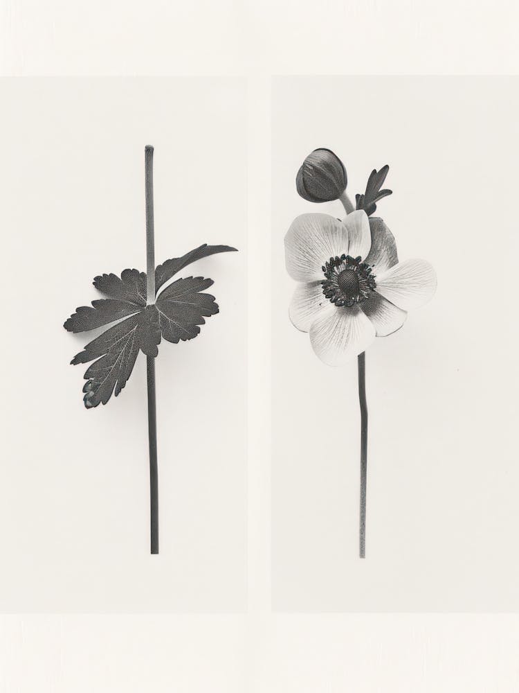 Anemone Flower Photo Collage 4