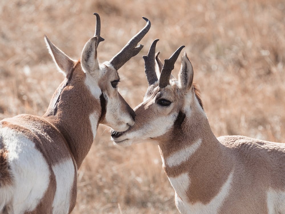 Western Rustic Pronghorn
