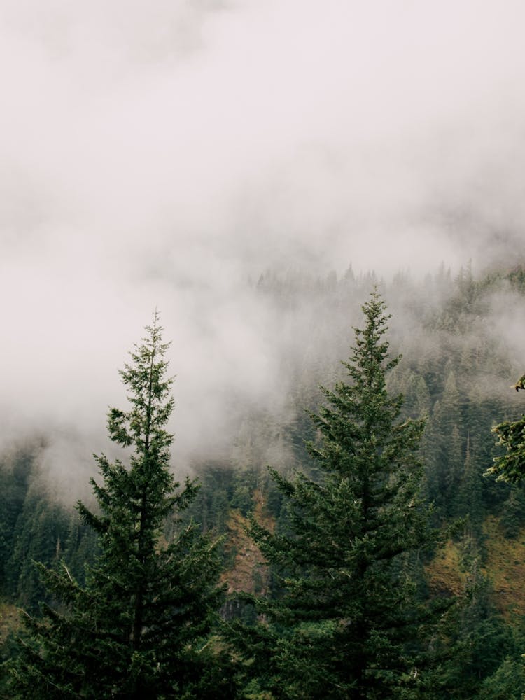 Forest Fog IV