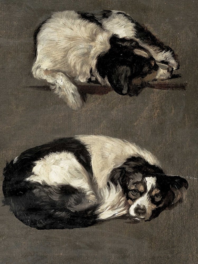 Zwei schlafende Hunde