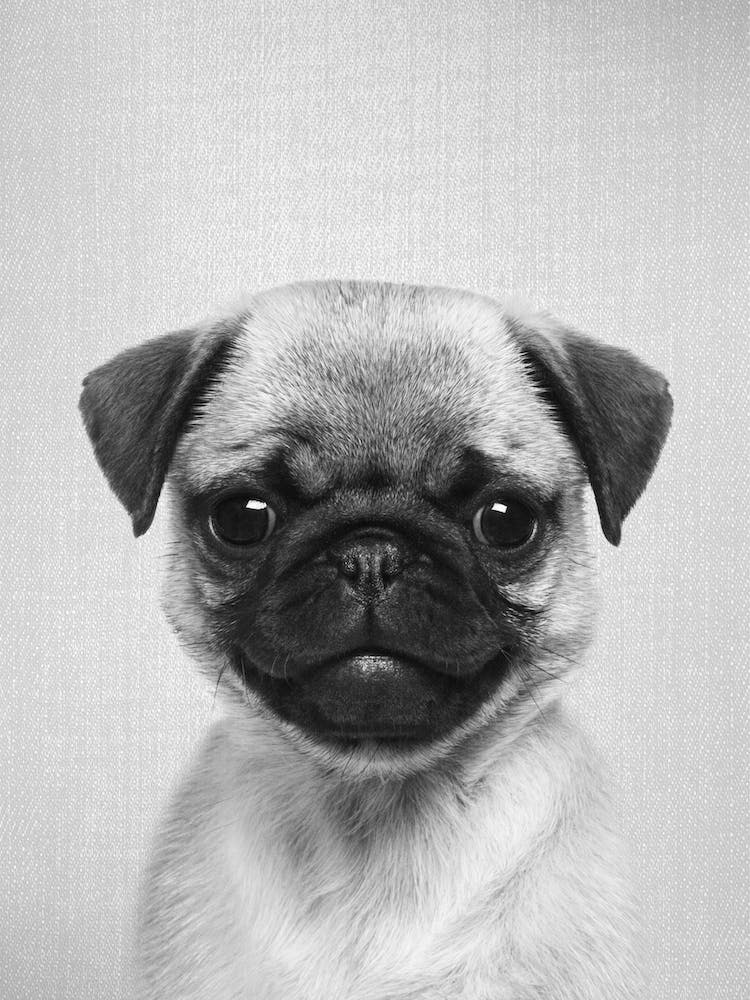 Pug Puppy - Black & White