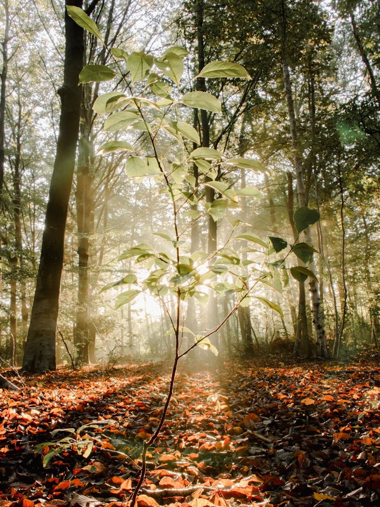 Kleiner Baum im Sonnenlicht im Wald