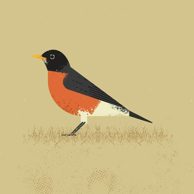 American Robin