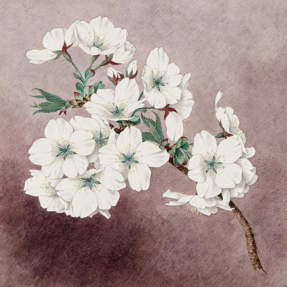 Kirschblüten 1