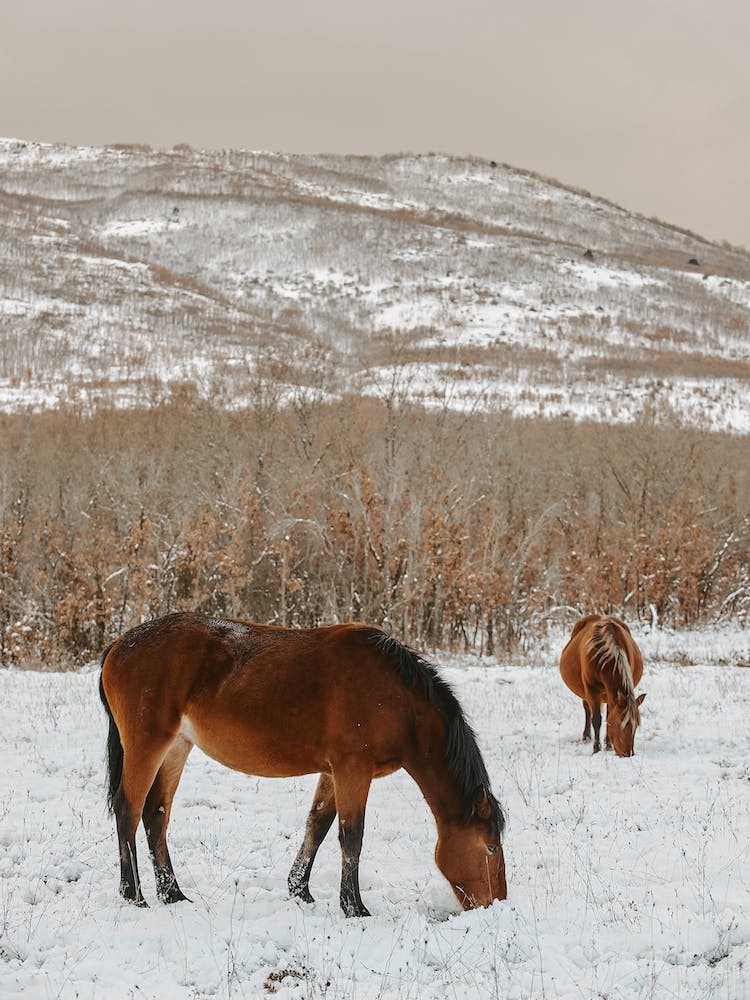 Horses In Snowy Field