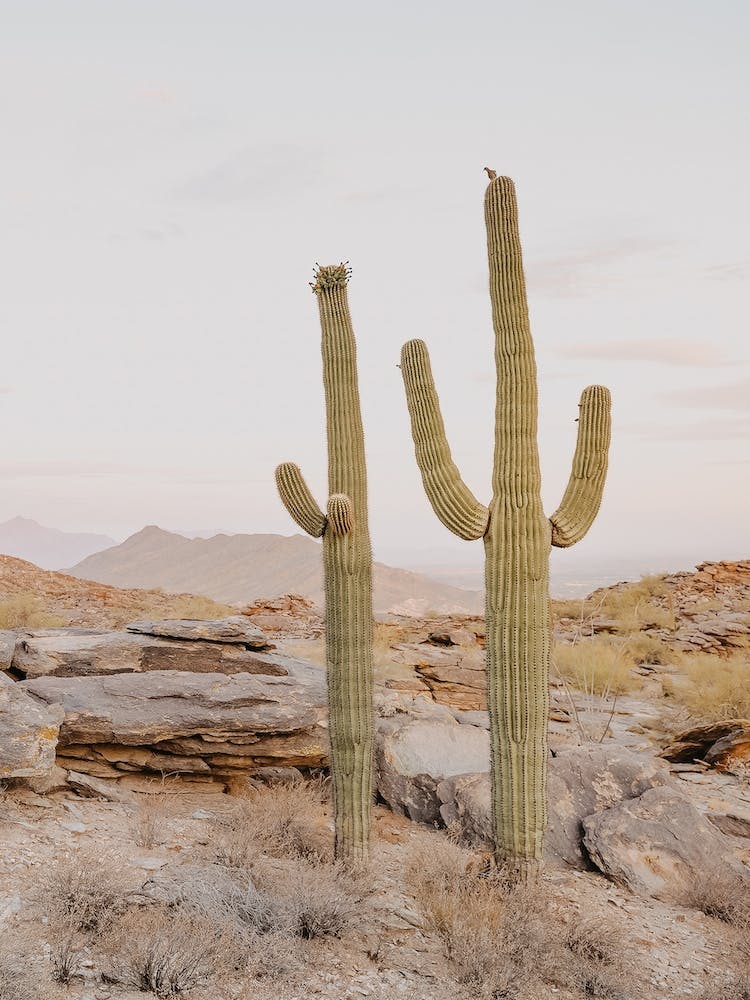 Pastel Arizona Sunset