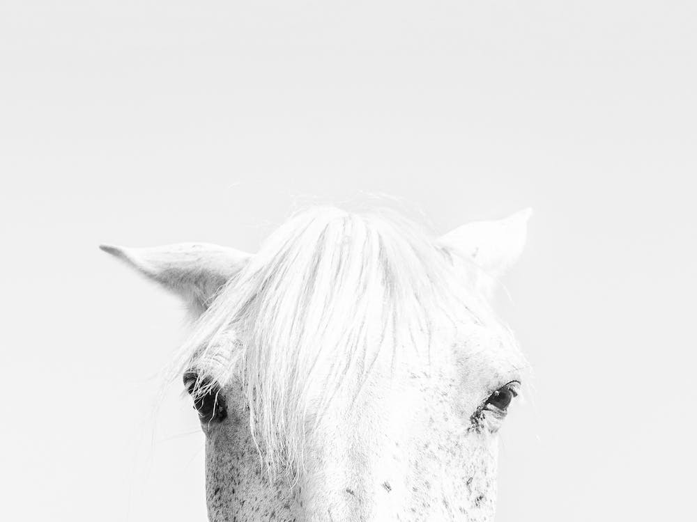 Visage de Cheval