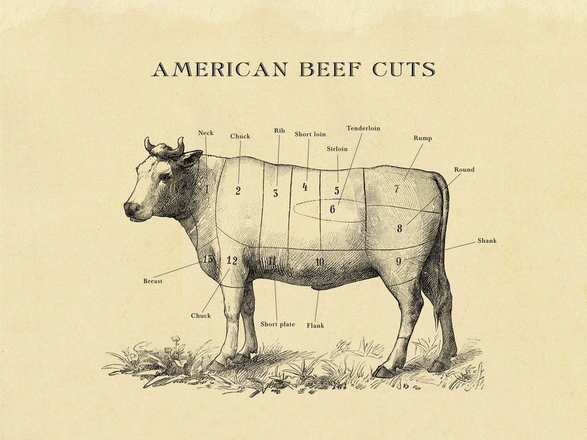 American Beef Cuts Butcher Chart