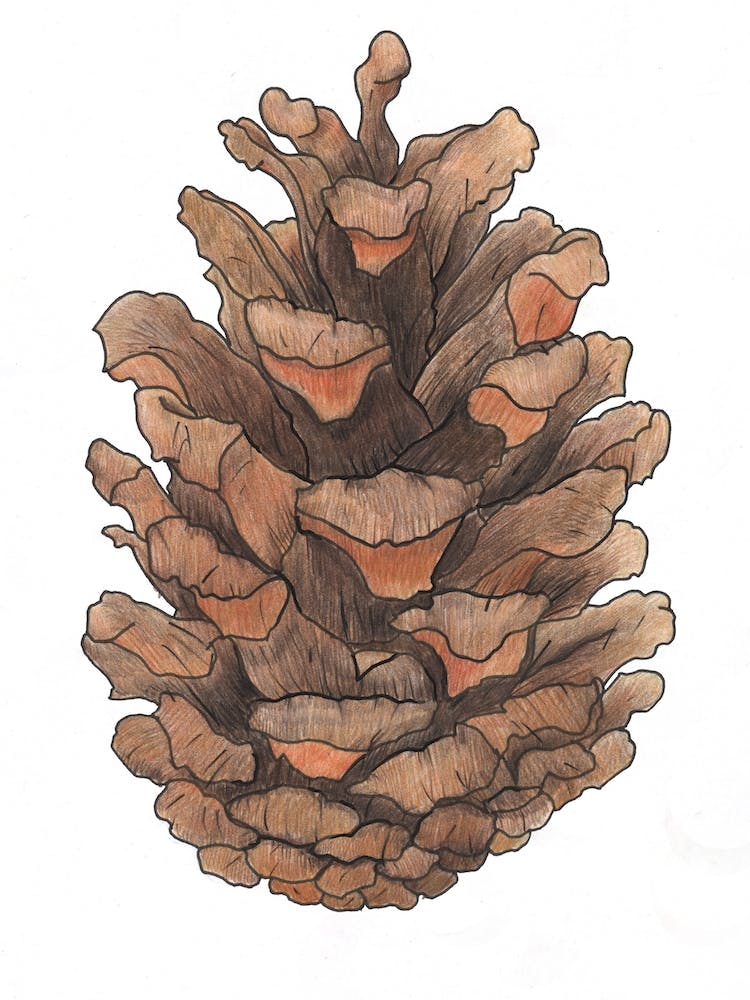Pine Cone Study