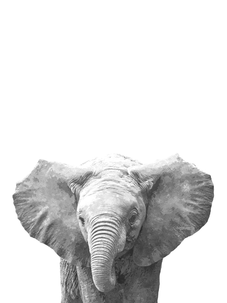 Black and White Baby Elephant