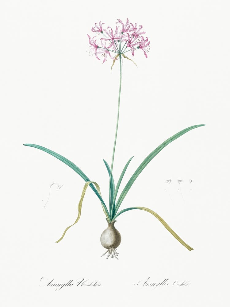 Amaryllis Undulata Illustration From Les Liliacées (1805), Pierre Joseph Redoute