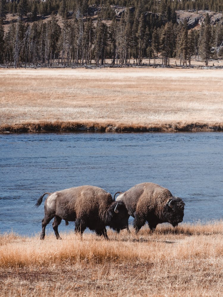 Bison Along River
