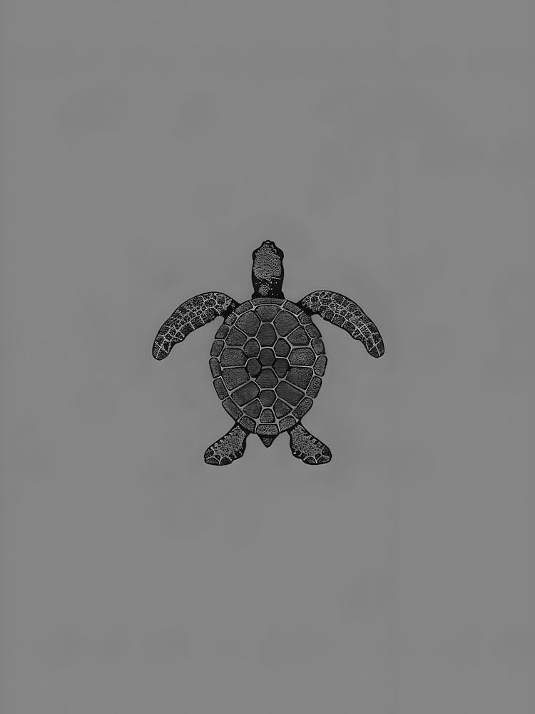 Tortue de Mer 4