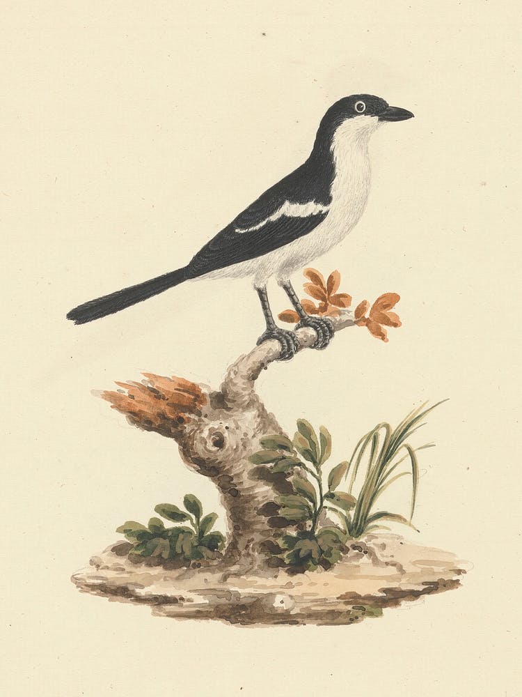 Common Fiscal, Luigi Balugani