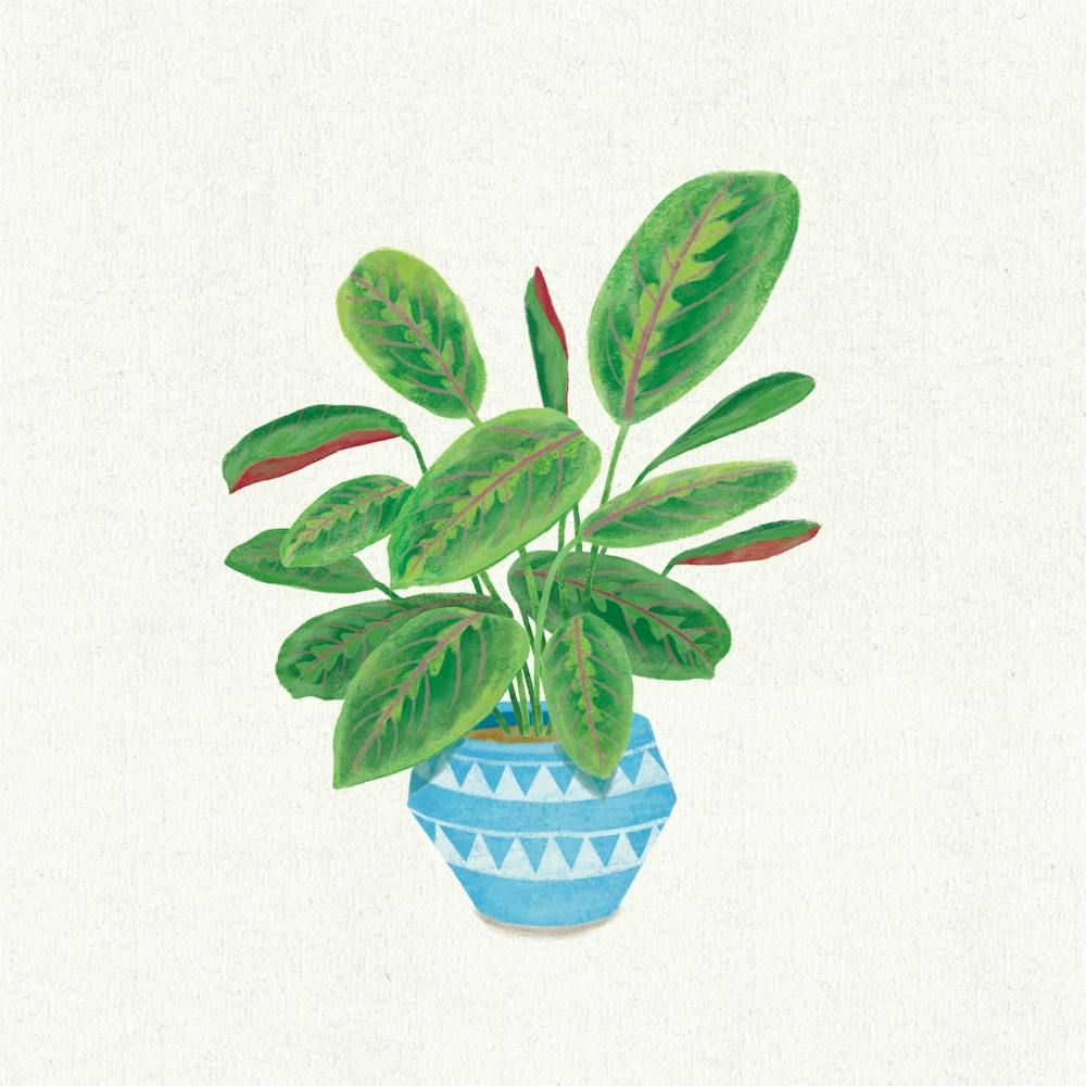 Prayer Plant