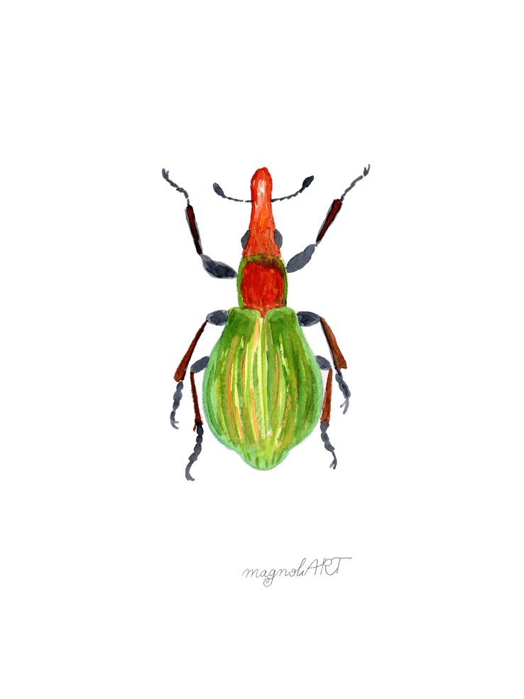 Pseudaplemonus artemisiae, a weevil, watercolor artwork