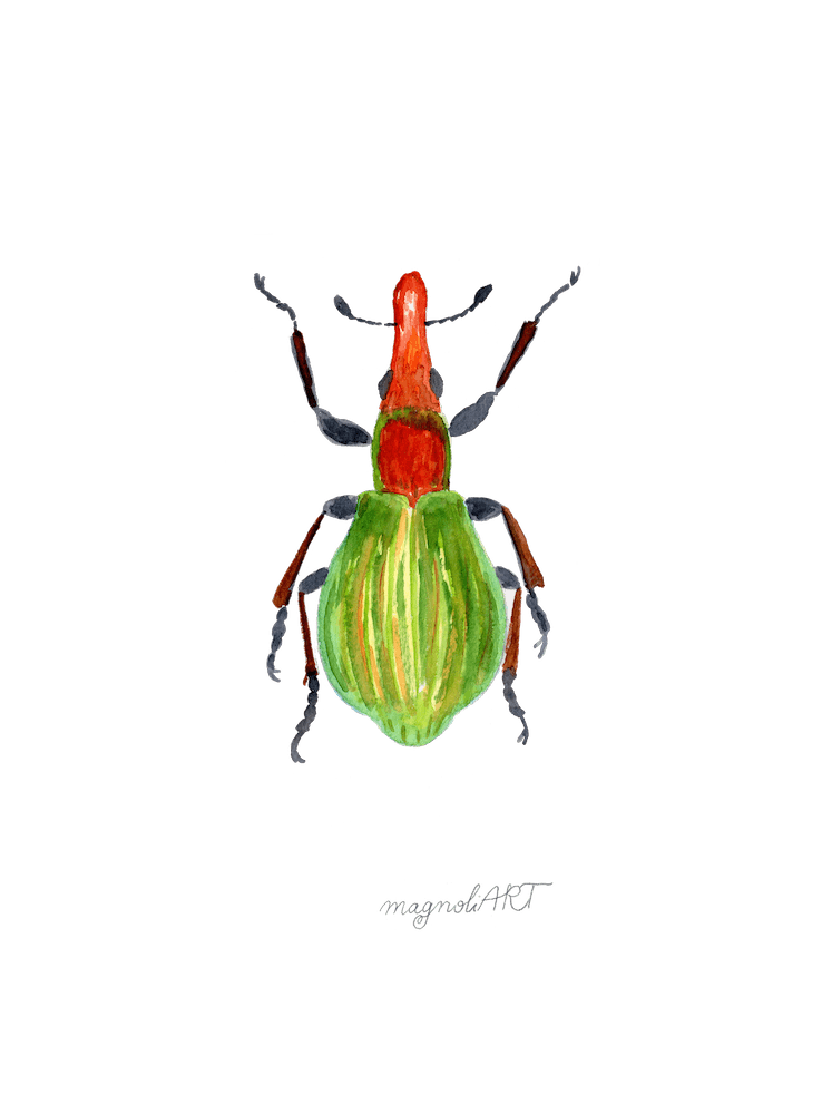 Pseudaplemonus artemisiae, a weevil, watercolor artwork