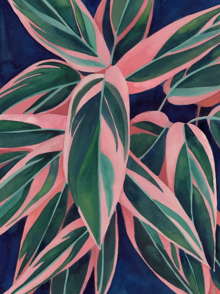 Calathea Triostar 3