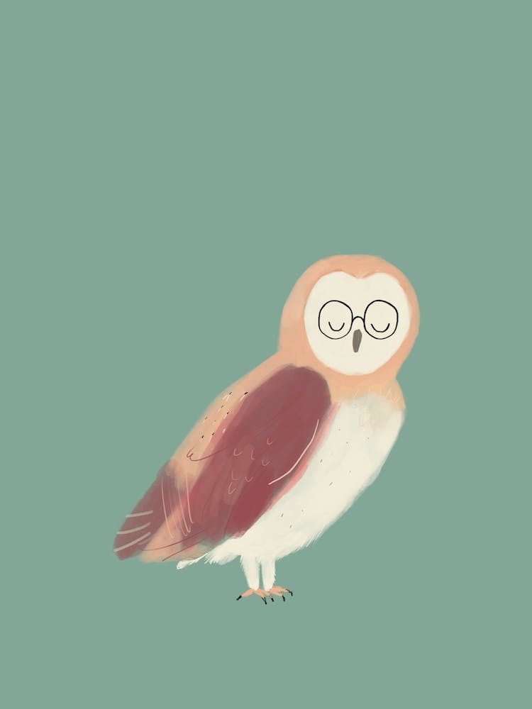 Barn Owl