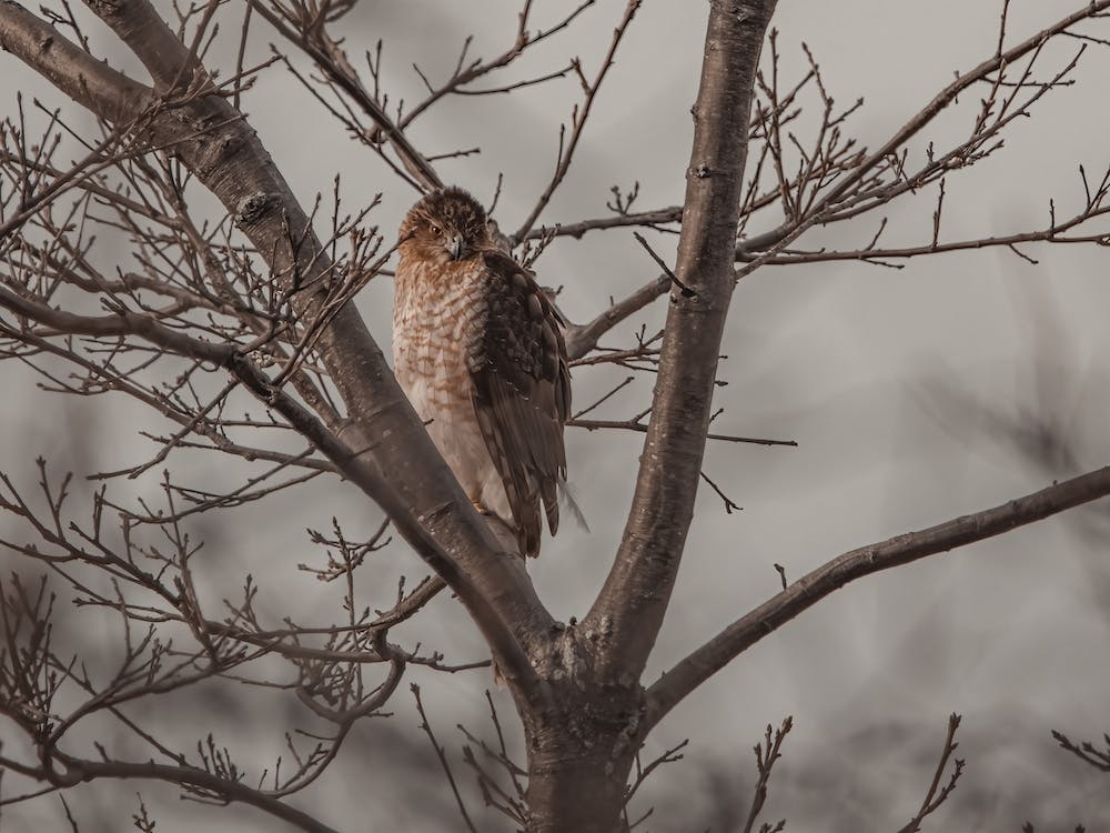 Cooper's Hawk auf Ast
