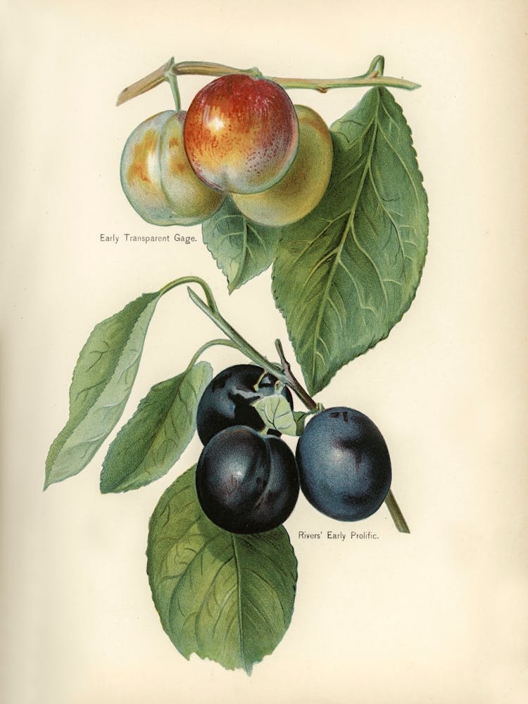Vintage Illustration Of Early Transparent Gage, River S Early Prolific Plum, John Wright