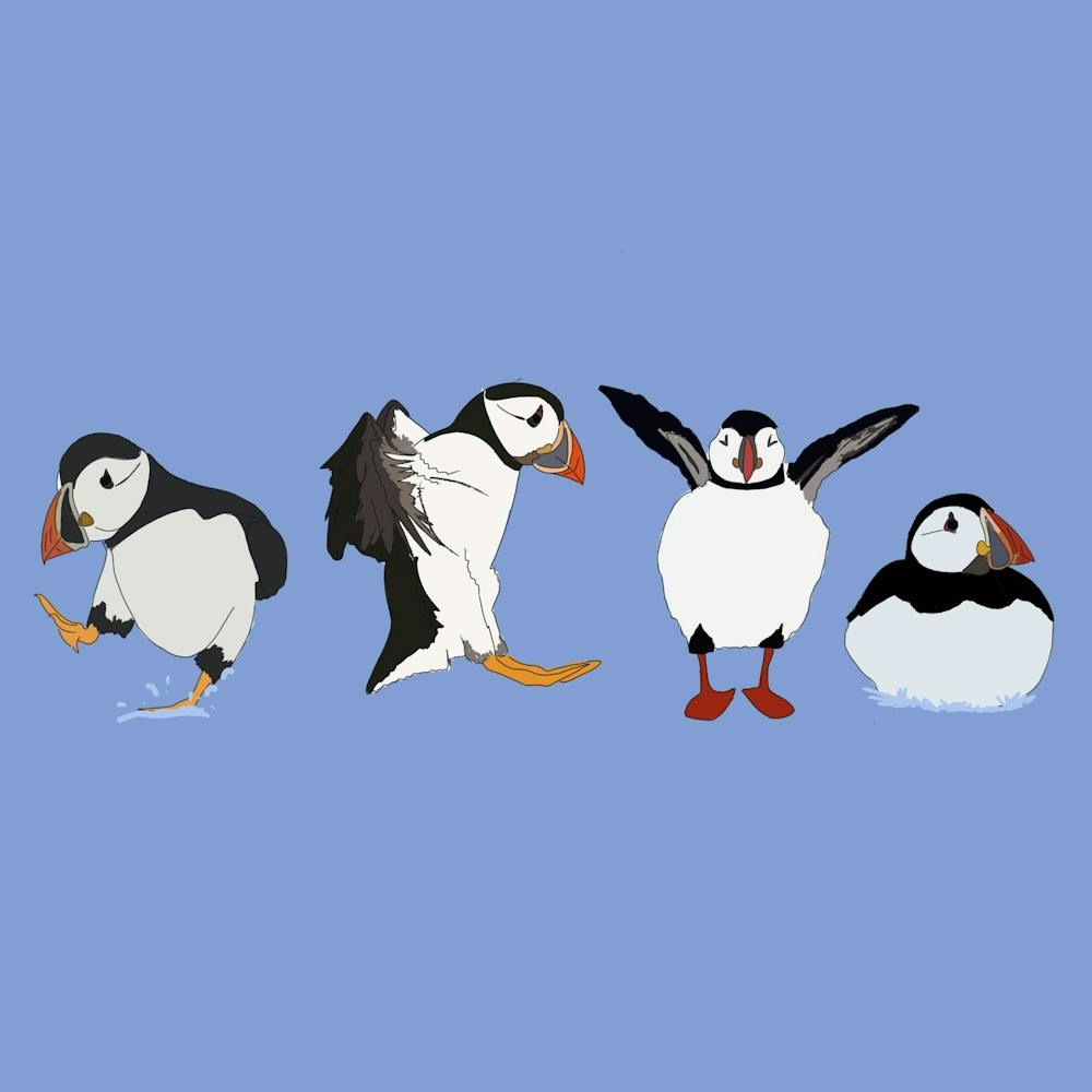 Exercising Puffins