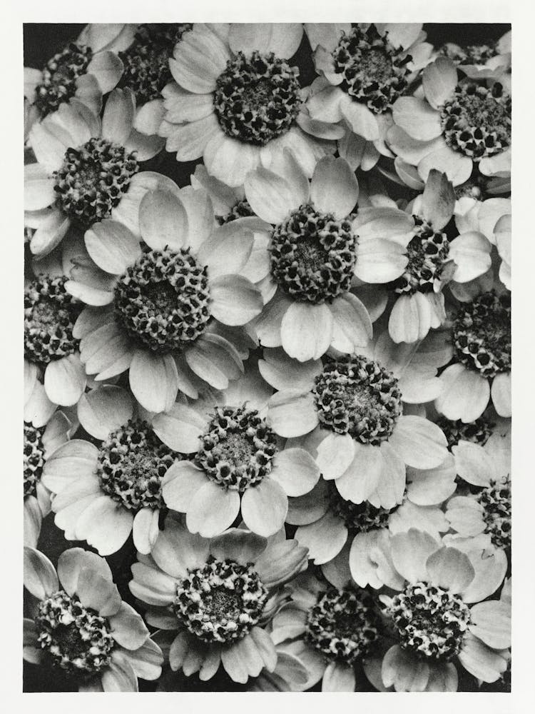 Achillea Clypeolata (Yarrow) (1928), Karl Blossfeldt