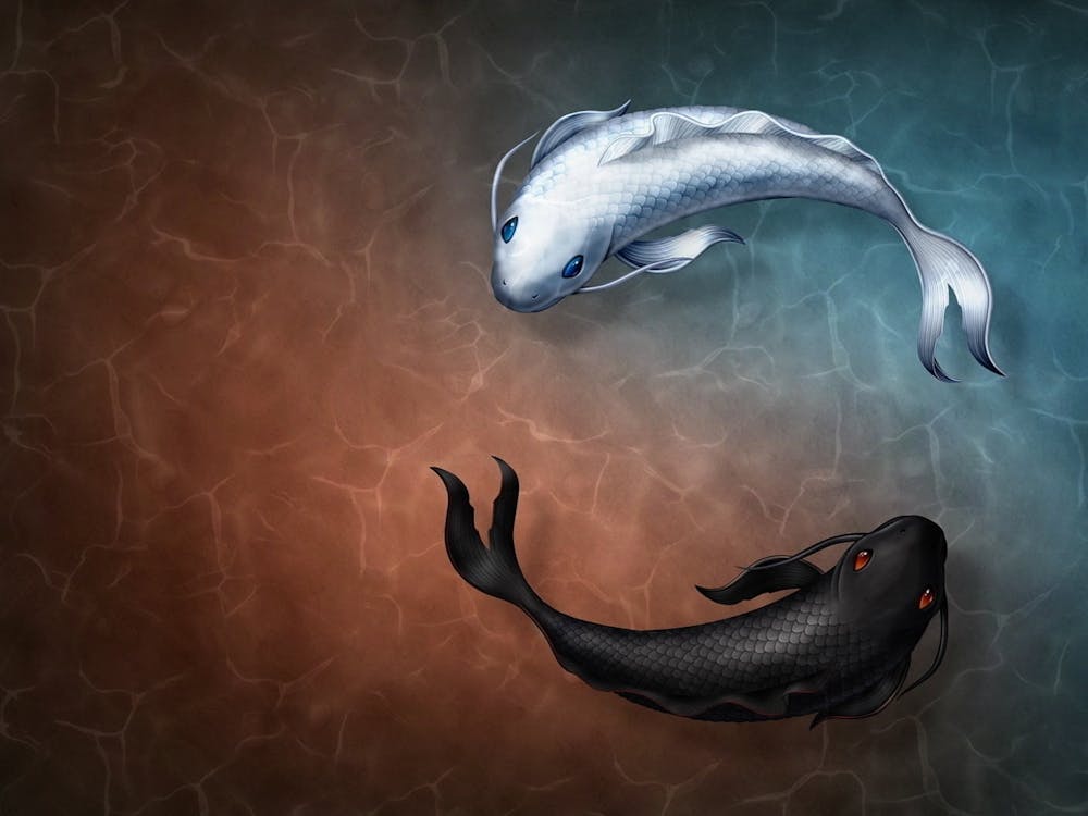 Koi-Fisch 3