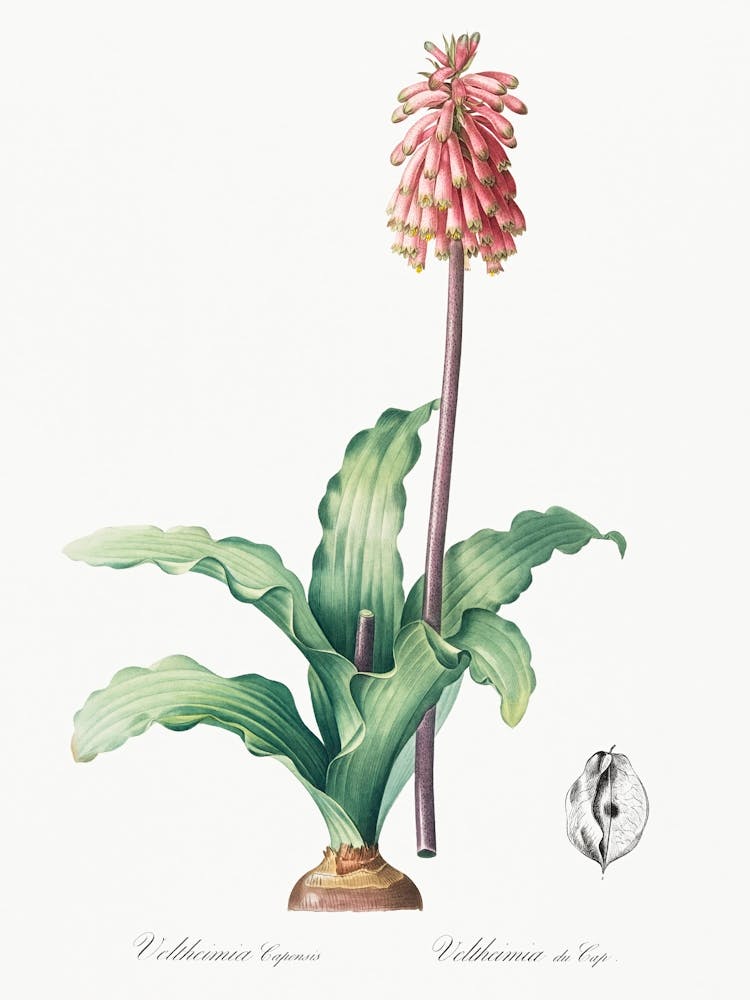 Veltheimia Capensis, Pierre Joseph Redoute